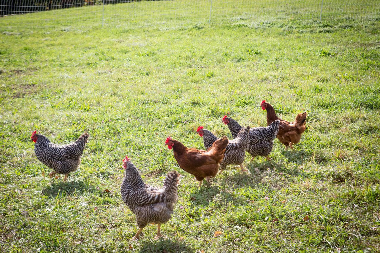Woodstock Sustainable Farms Quarto foto