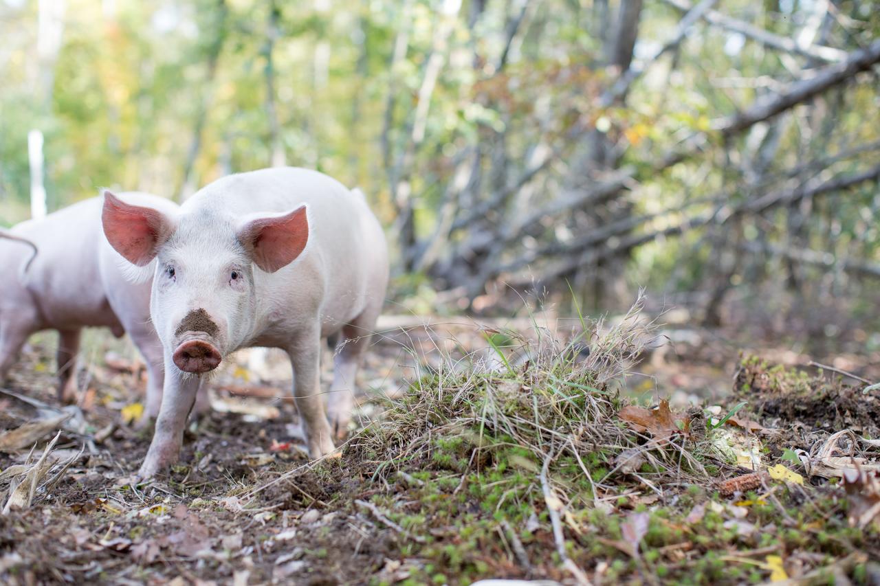 Woodstock Sustainable Farms Quarto foto